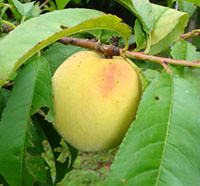 Georgia ripening peach