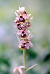 1989 Wild Orchids