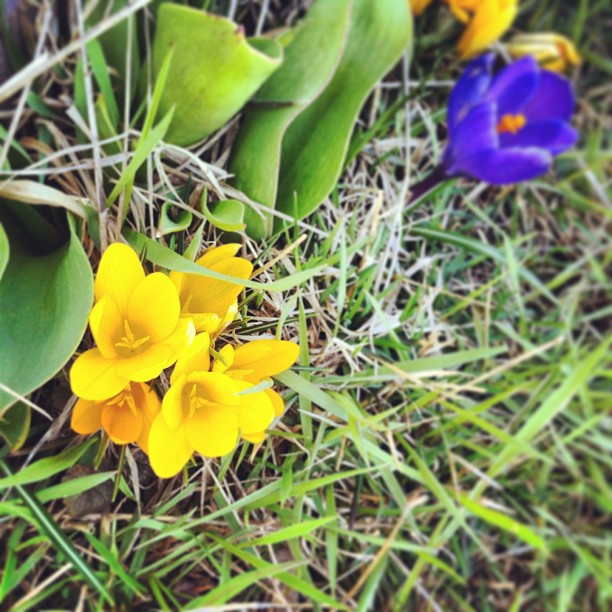 Look what I spied in the {green}! #cmglimpse #cmig365apr #hellospring #firstflowers