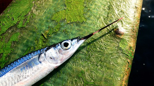 水針，魚如其名，有著長長尖尖，似針尖的嘴巴。攝影：黃郁翔