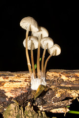 Fungi, Moss, Lichen and Liverworts