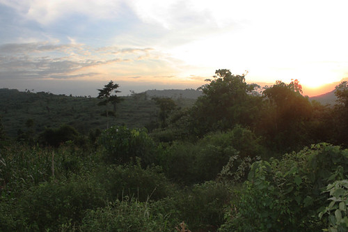 烏干達的森林。照片來源：WWF烏干達分會
