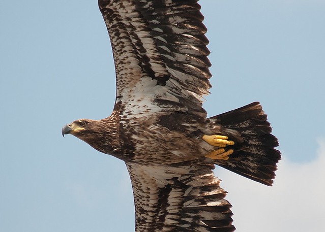 Juvenile Bald Eagle up close