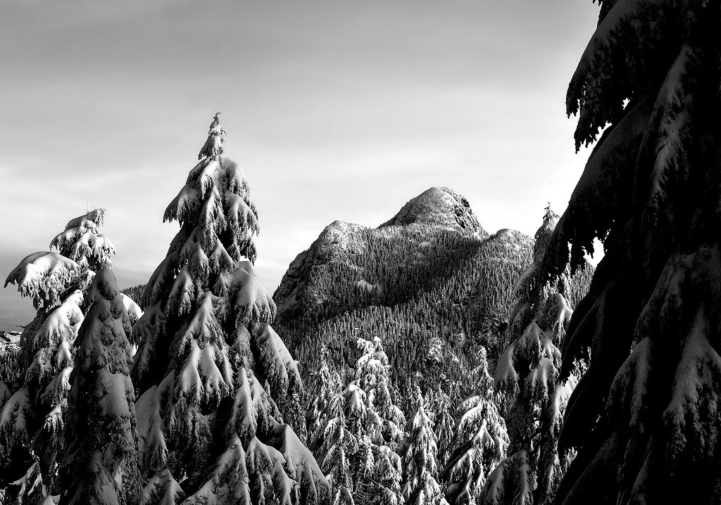 Coquitlam Mountain with snowy b&w trees