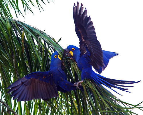 Hyacinth Macaws Fighting