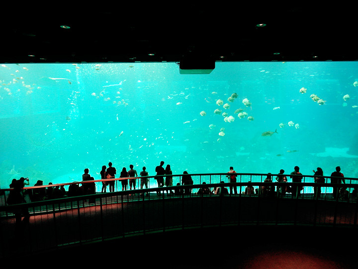 world’s largest aquarium