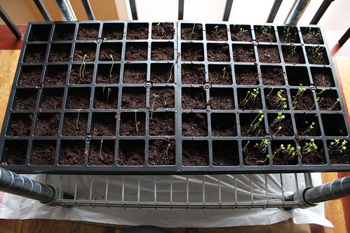 Seeds starting 2013 | coppertopkitchen.blogspot.com