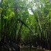 Mangrove 14