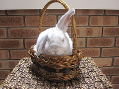 George in a Basket 1