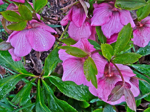 Hellebores in the Sleet .......(94/365) by Irene_A_