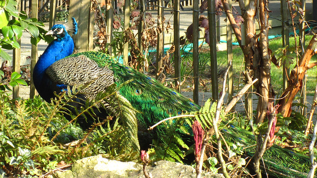 Peacock at Parc Floral