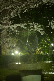 夜桜＠高岡古城公園。