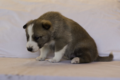 Ike-Kilbe-Pup1-Male(Day 22)-3