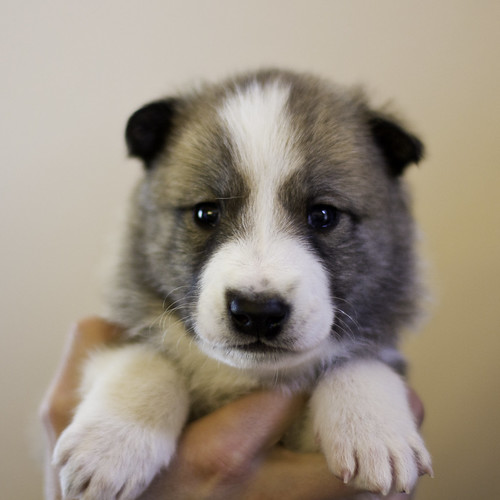 Ike-Kilbe-Pup1-Male(Day 22)-1