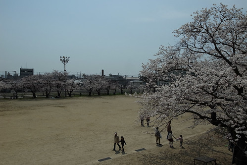 内野の桜 2013