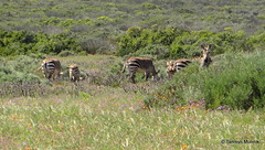 Cape Mountain Zebra - West Coast National Park
