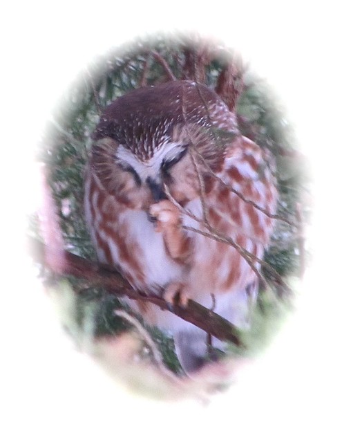 Northern Saw-whet Owl at Clinton Lake 012