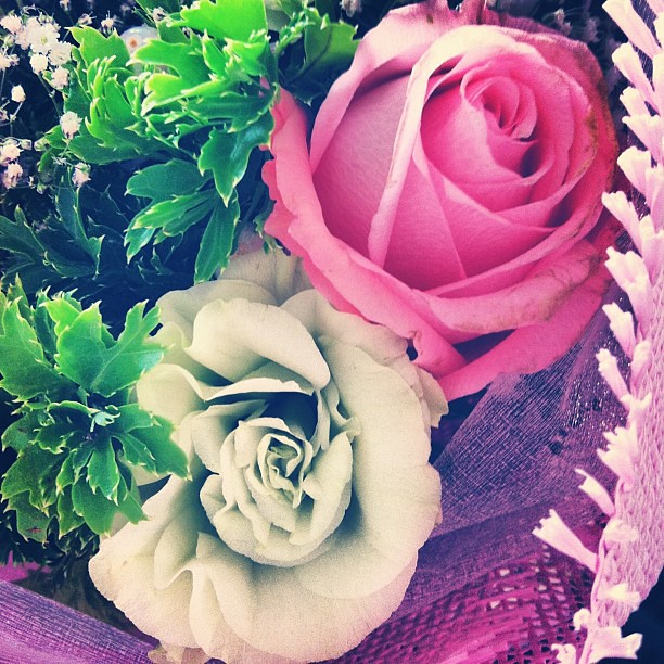 Because my valentine is unique. #doublemeaning #onceayear #bloom #srilankan #flower #pink #mint #color #vanlentine