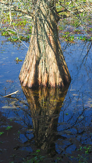 Reflected
Cypress