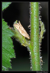 Lepidoptera/Elachistidae
