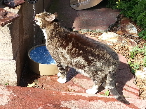 improvised cat drinking fount ain by LISgirl
