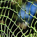 Netting - Abstract