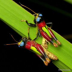 Orthoptera of Ecuador