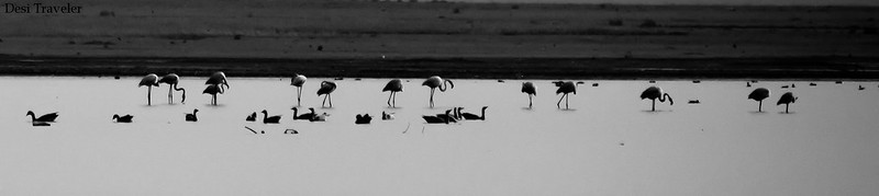 Flamingos and bar headed geese in Lake Gandipet