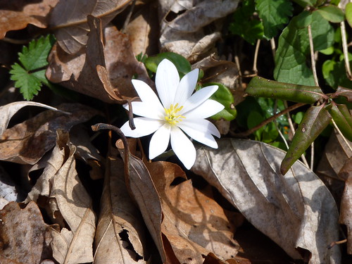 A Bloodroot is among some of the flowers you might see at Shenandoah River State Park.