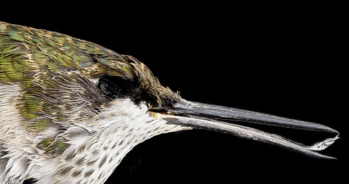 Ruby Throated Hummingbird, F, side face, 430 ESt. NW, 8.22.12_2013-04-12-14.59.59 ZS PMax