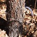 Garden Inventory: Black Pine (Pinus nigra) - 7