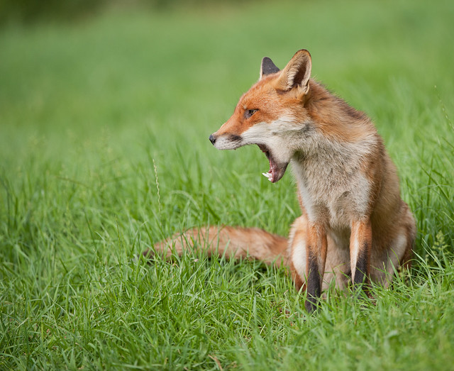 fox mouth open
