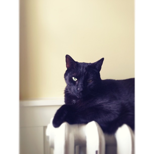 And a #latergram of gibby. Loving the new #PicTapGo app.