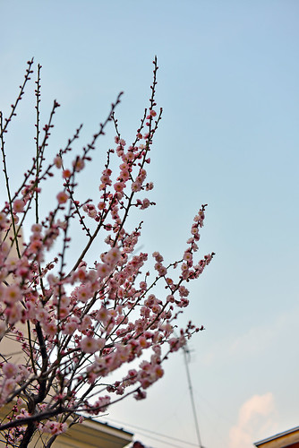 Japanese apricot blossom