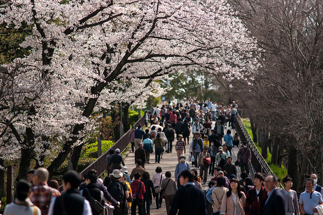 Sakura at Osaka Castle