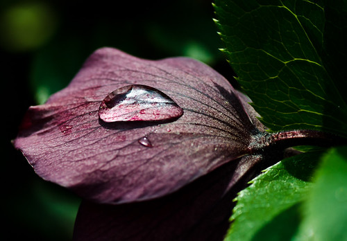 A drop of life. by Omygodtom