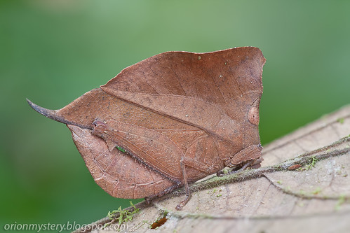 IMG_5908 copy Chorotypus gallinaceus leaf mimic grasshopper