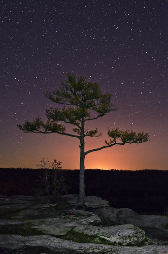 Cosmic Tree by Jeka World Photography