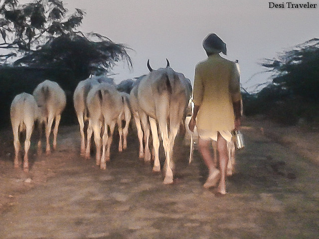 Cowherd in Godhuli returning home
