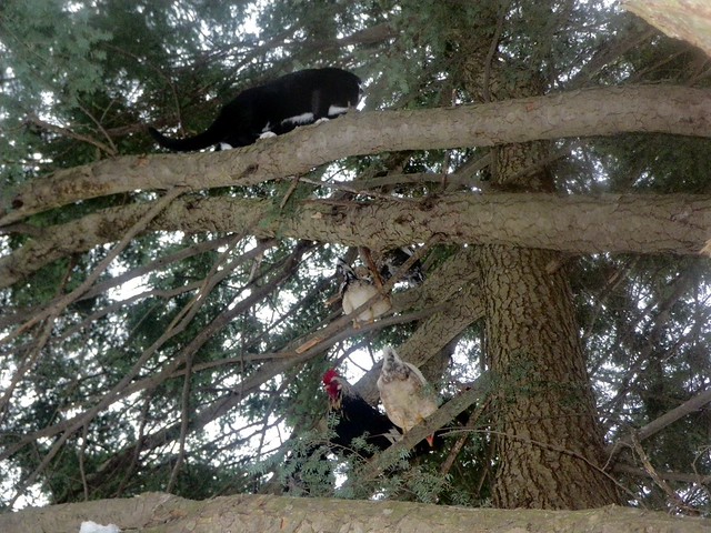 Chasing chickens in the tree
