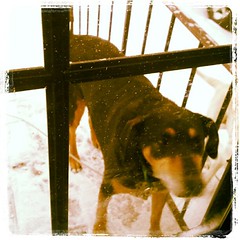 It's sooooo cold this morning, even Tut wants back inside! #dogstagram #hound #adoptdontshop #snow #newengland #winter