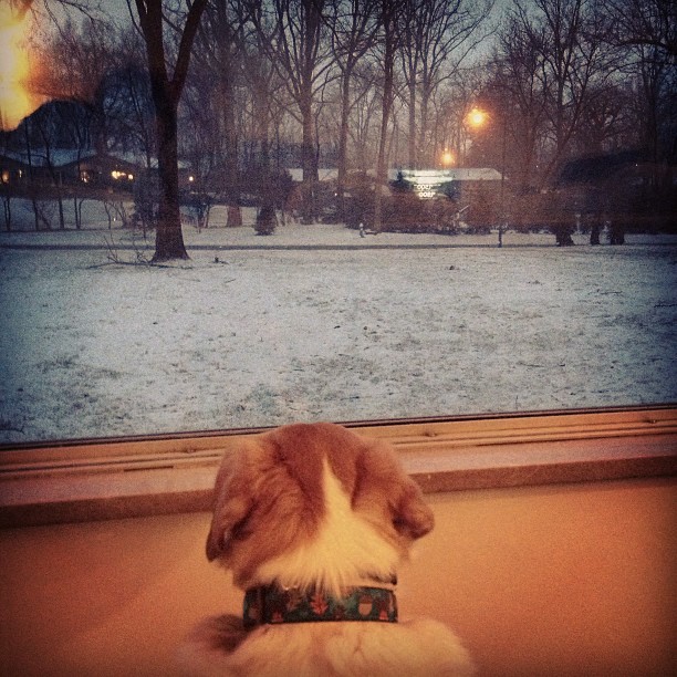 She likes to watch the snow fall