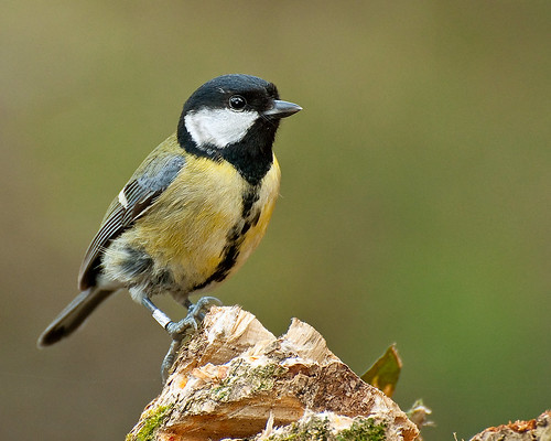 Great Tit.. by Andy Short's Nature Photography.