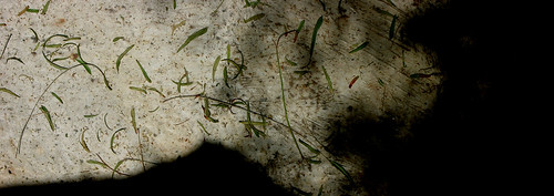 la cueva. material. suelo de cemento y hojas pimentero