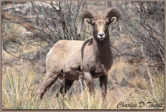 Big Horn (and other) Sheep