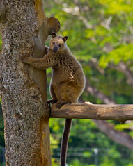 Tree Kangaroos of Papua New Guinea