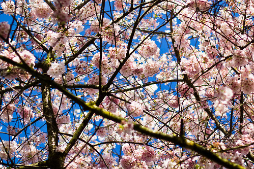 Springtime Cherry Blossoms