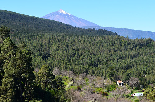 Pines and Teide, La Orotava Valley, Tenerife