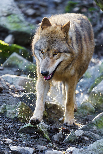 Wolf walking on the rocks by Tambako the Jaguar