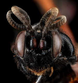 Wasp, U, face, Wyoming, Park Co_2013-04-09-15.42.22 ZS PMax